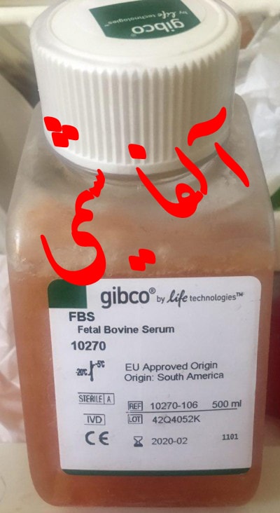  فتال بوین سرم گیبکوGibco code:10270-106Fetal Bovine Serum, FBS Gibco Invitrogen سی سی500 (Fetal Bovine Serum, Qualified, US Origin, Standard (Sterile-Filtered   